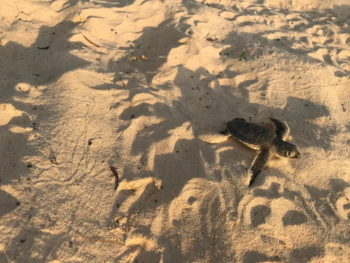Chavez Eco Beach Camping And Cabanas Tulum Kemp